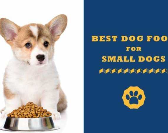 best dog food for small dogs