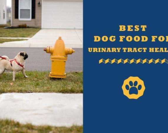 best dog food for urinary tract health