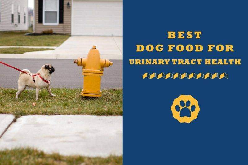 best dog food for urinary tract health