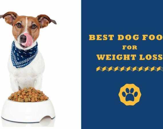 best dog food for weight loss