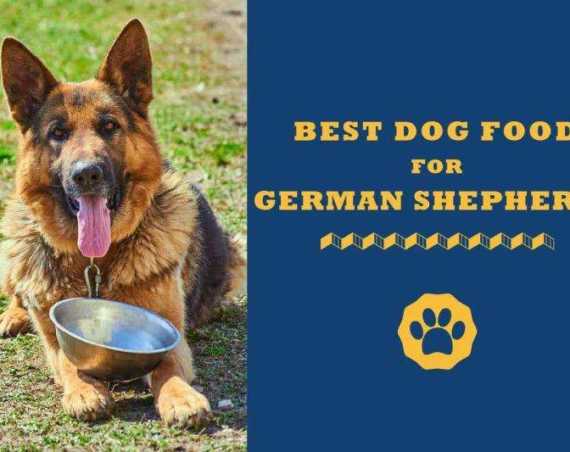 best dog food for german shepherd