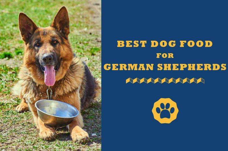 best dog food for german shepherd