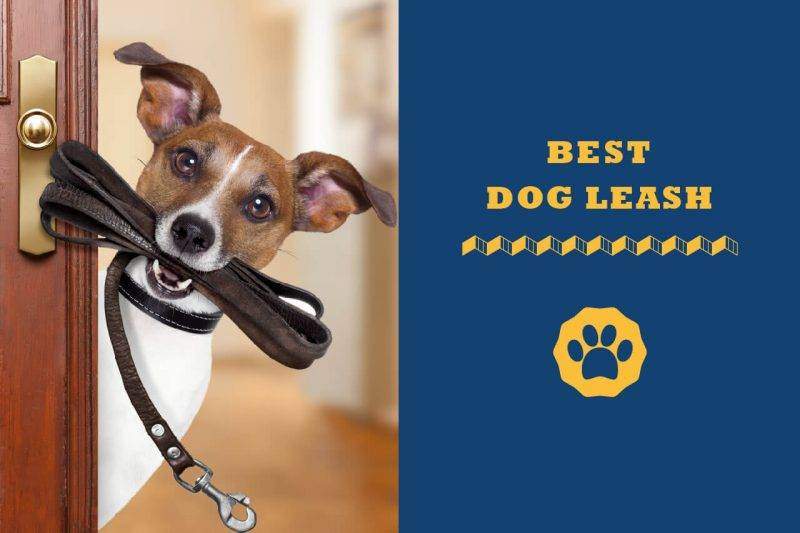 best dog leash