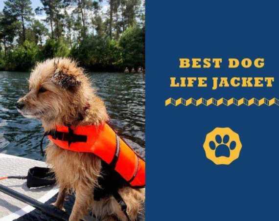 best dog life jacket