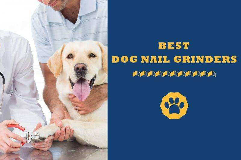 best dog nail grinders