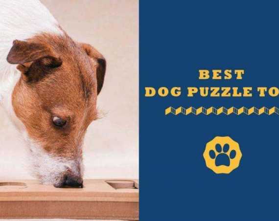 best dog puzzle toys