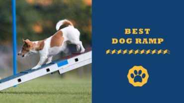 best dog ramp