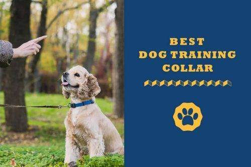 best dog training collar