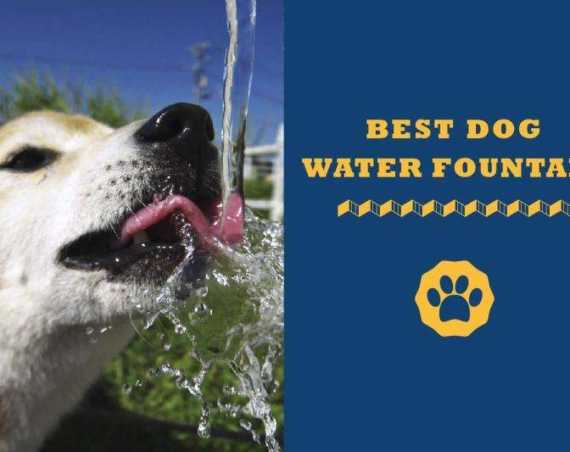 best dog water fountain