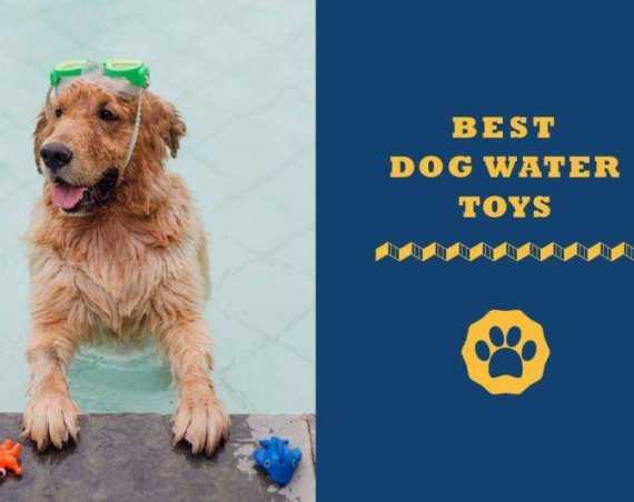 best dog water toys