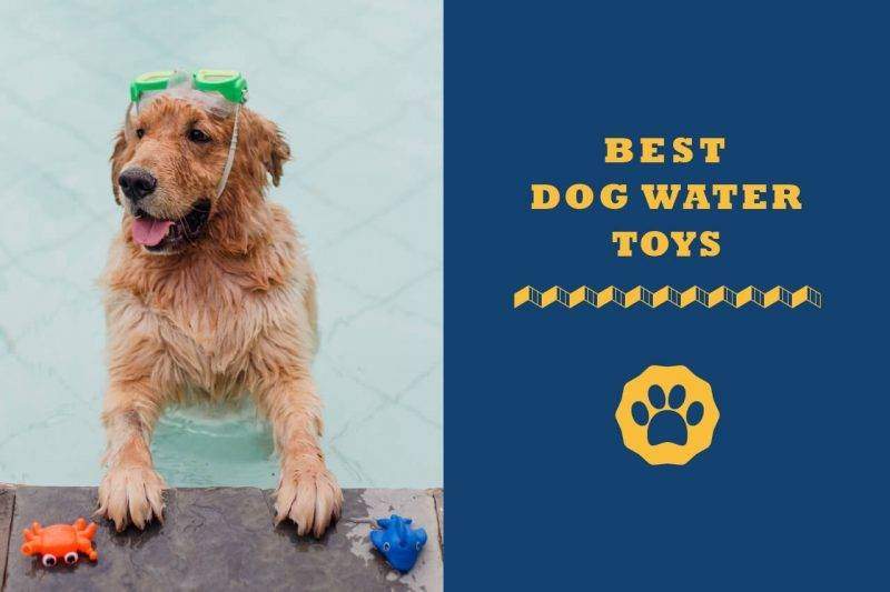 best dog water toys