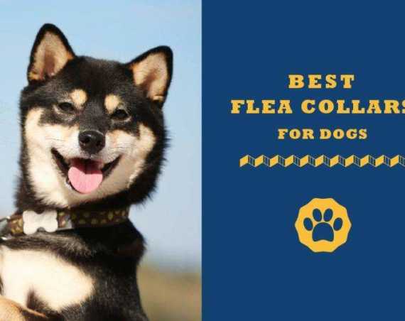 best flea collars for dogs