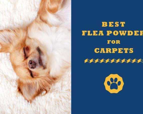 best flea powder for carpets