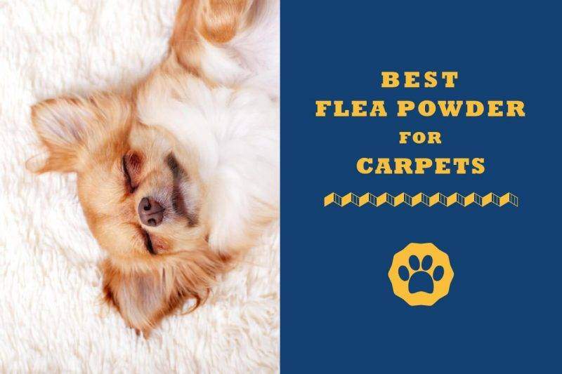 best flea powder for carpets