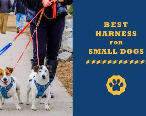 best harness for small dogs