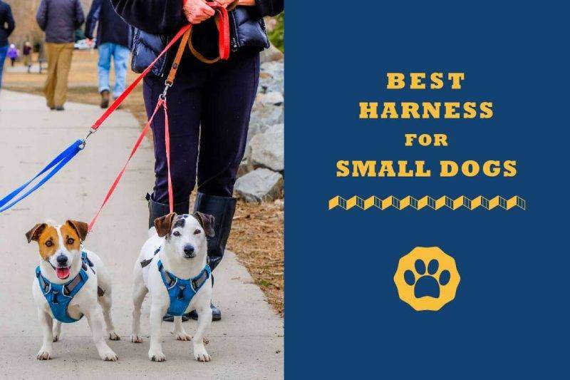 best harness for small dogs