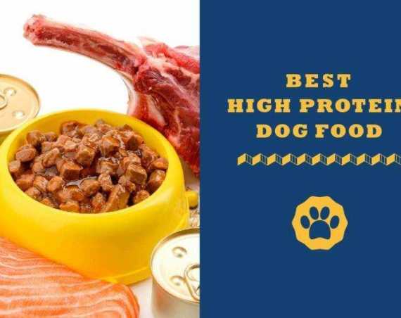 best high protein dog food