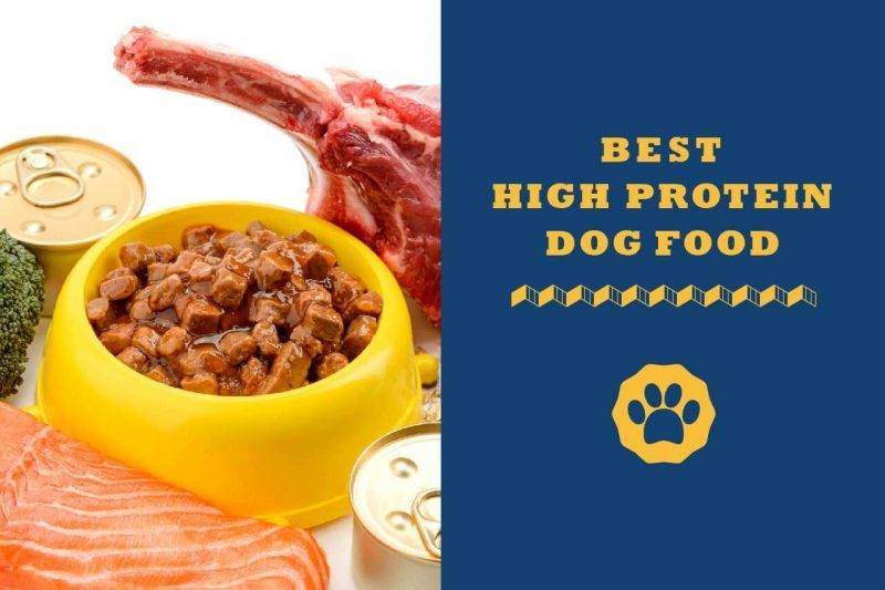 best high protein dog food