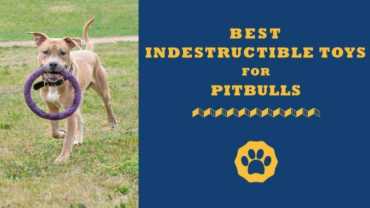 best indestructible toys for pitbulls