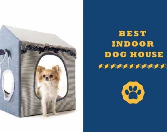 best indoor dog house
