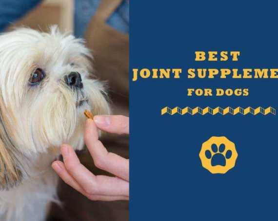 best joint supplement for dogs