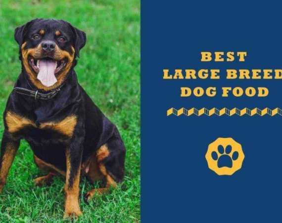 best large breed dog food