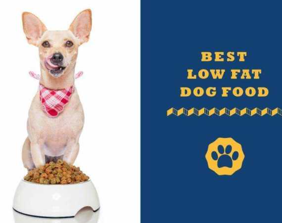 best low fat dog food