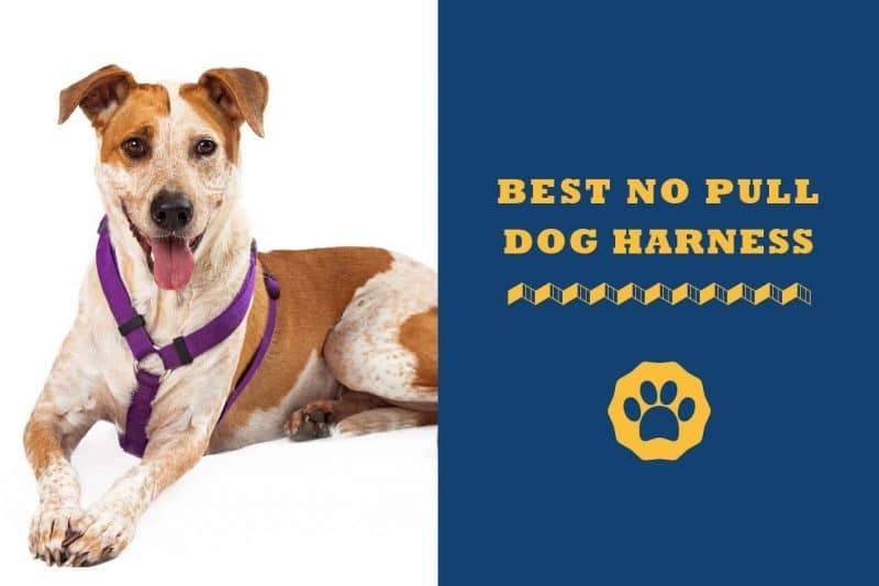 best no pull dog harness