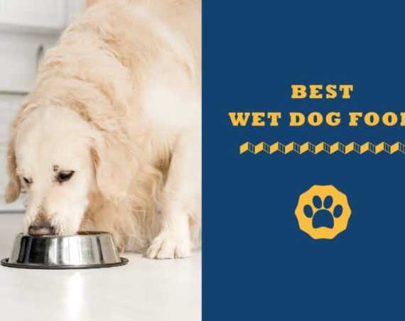 best wet dog food