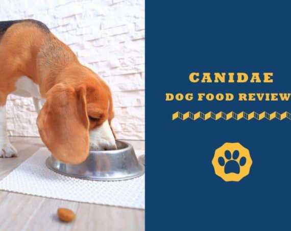 canidae dog food reviews