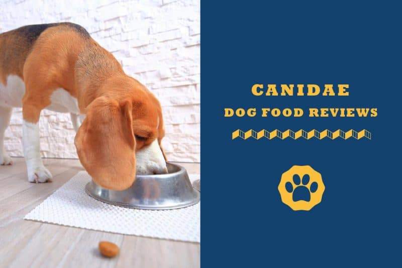 canidae dog food reviews