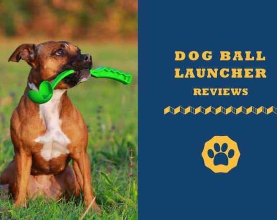 Dog ball launcher reviews