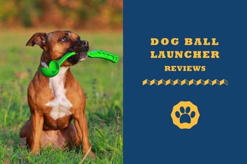 Dog ball launcher reviews