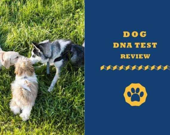 Dog DNA test review