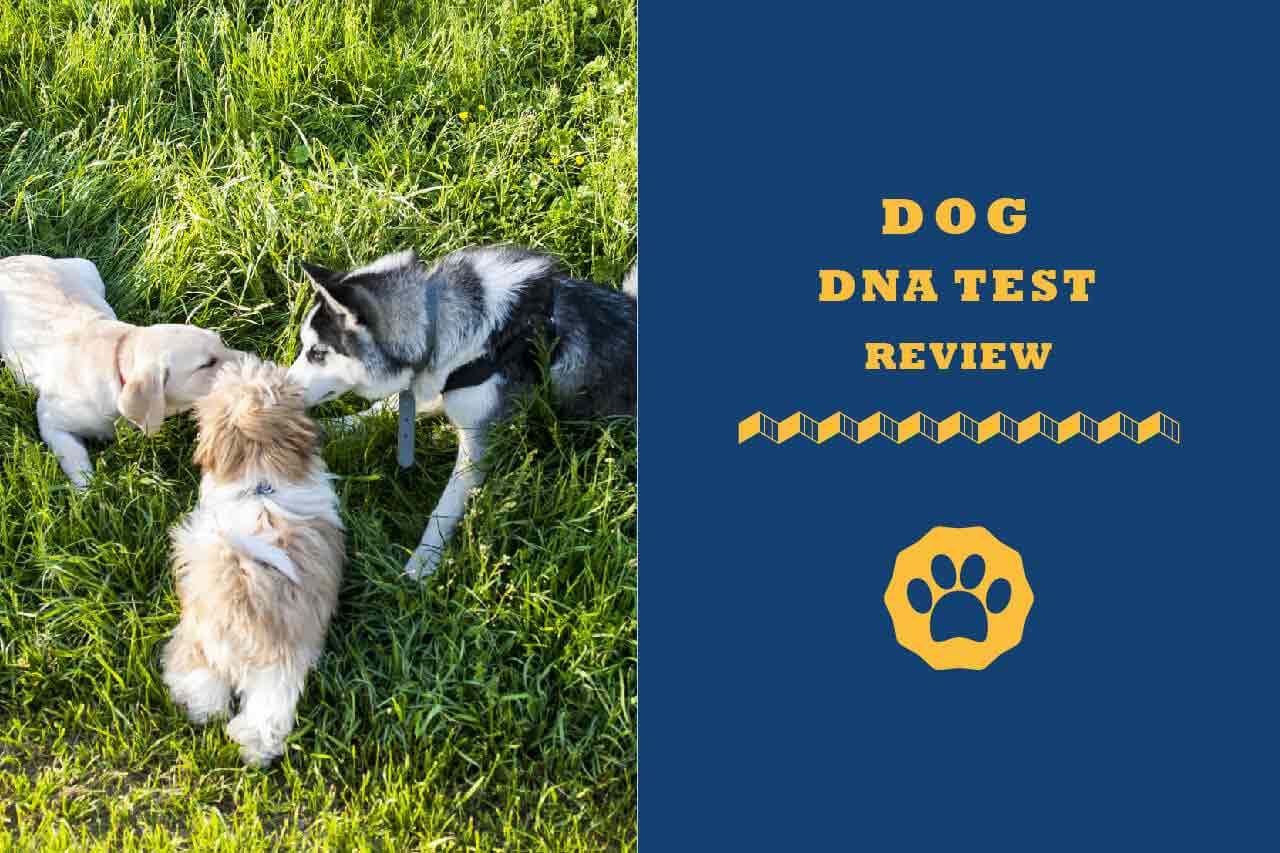 dog DNA test review