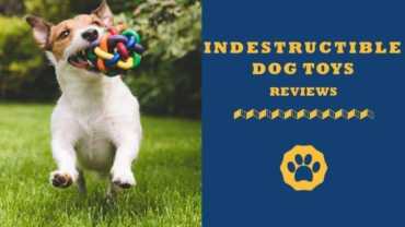 indestructible dog toys reviews
