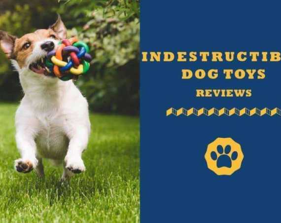 indestructible dog toys reviews
