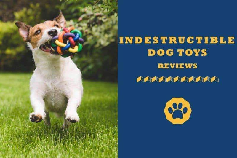 indestructible dog toys reviews
