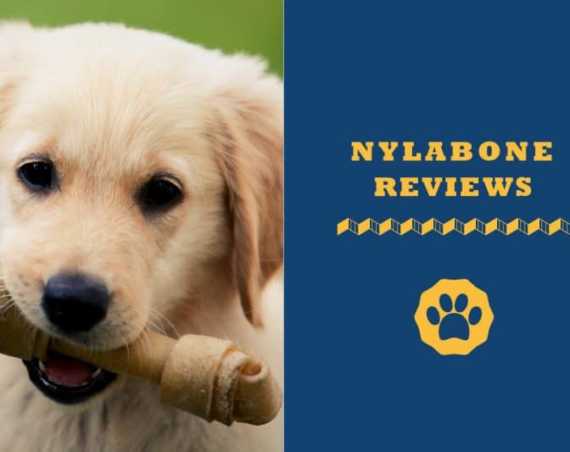 Nylabone Reviews Safest Dog Chew Toys Yet
