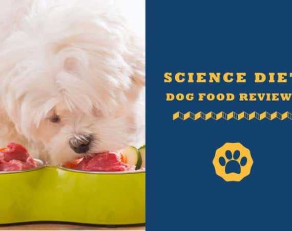 science diet dog food reviews