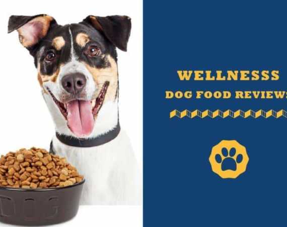 wellness dog food reviews