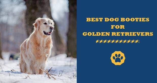 best dog booties for golden retrievers