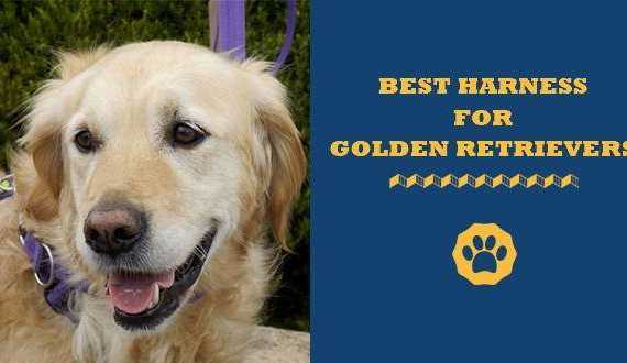 best harness for golden retrievers