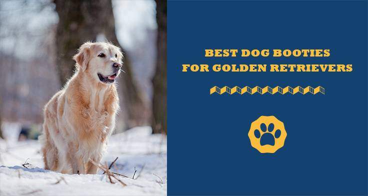 best dog booties for golden retrievers