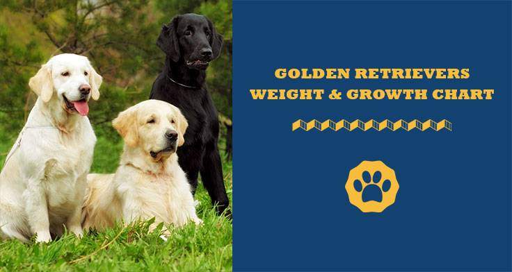 golden retrievers weight and growth chart