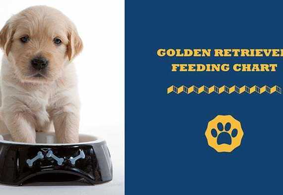 golden retriever feeding chart