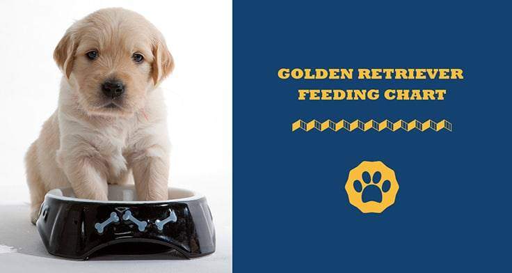 golden retriever feeding chart