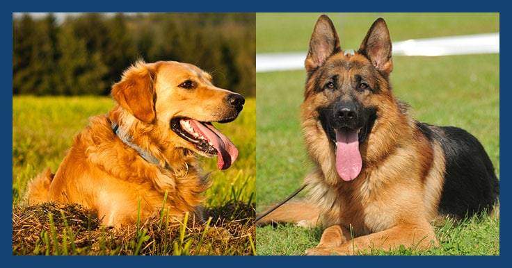 golden retriever and german shepherd mix