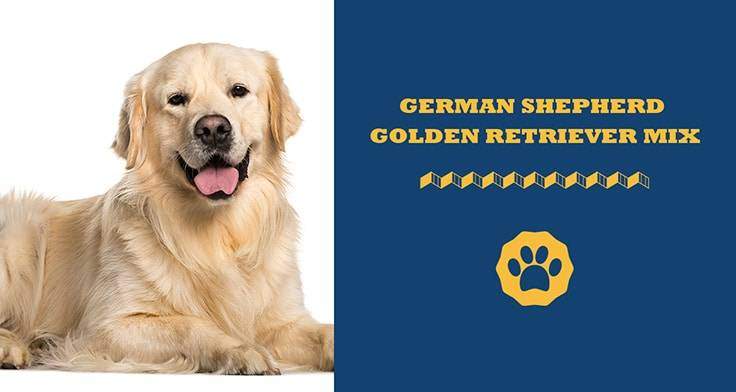 german shepherd golden retriever mix