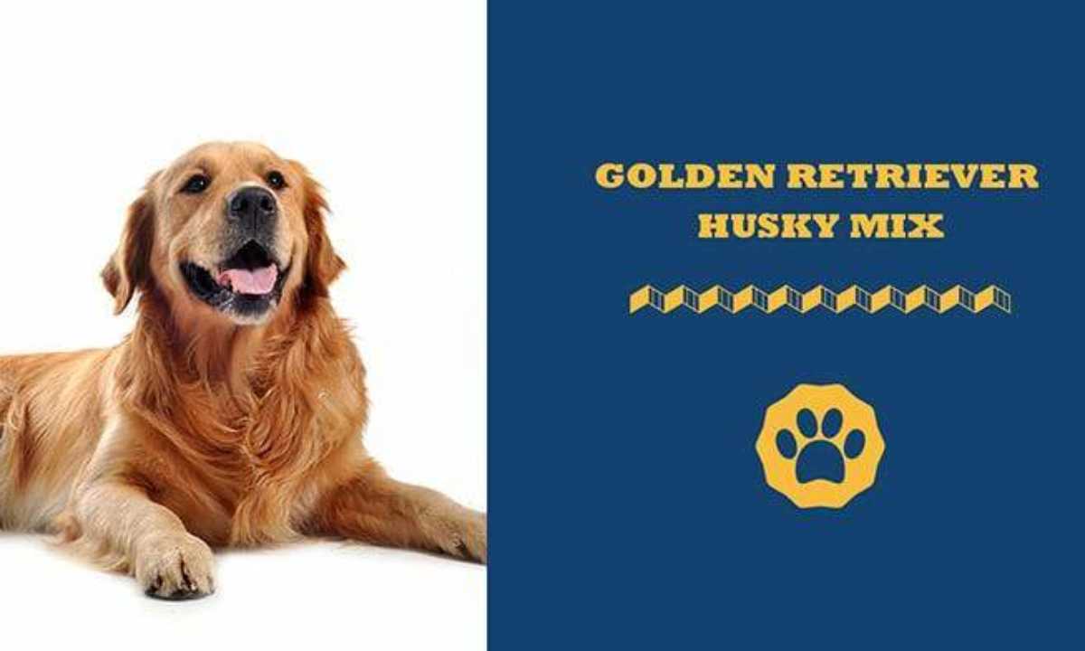 Golden Husky Mix – Your Ultimate Guide To Goberians